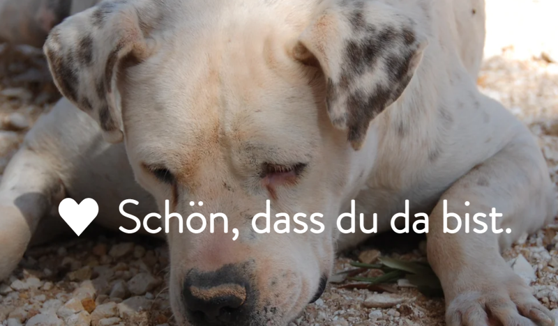 Apulia Dogs nutzt Microsoft for Non-Profits